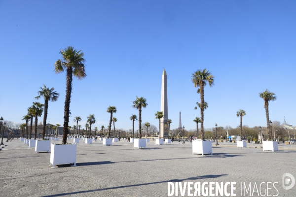 Les palmiers de la place de la concorde