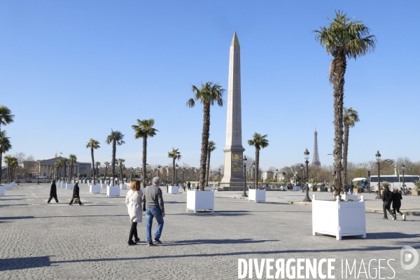 Les palmiers de la place de la concorde