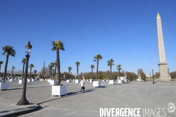 Les palmiers de la place de la concorde