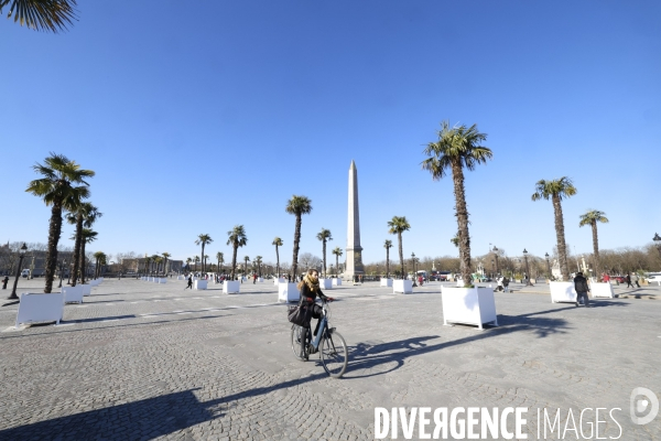 Les palmiers de la place de la concorde