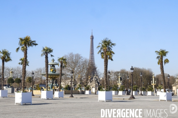 Les palmiers de la place de la concorde