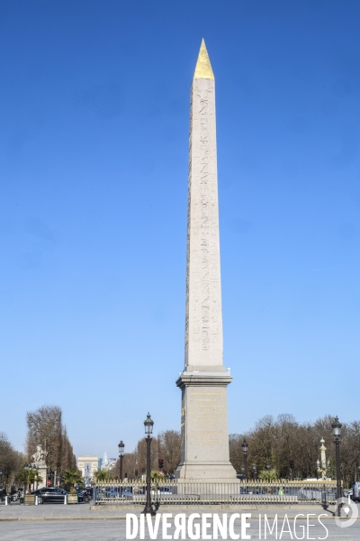 Les palmiers de la place de la concorde