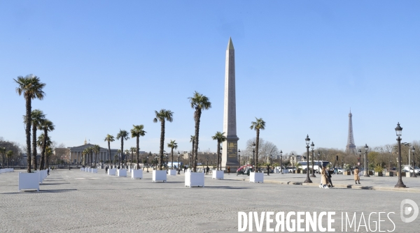 Les palmiers de la place de la concorde