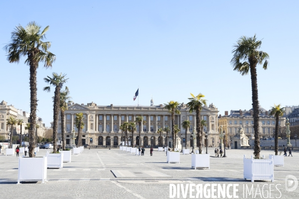 Les palmiers de la place de la concorde