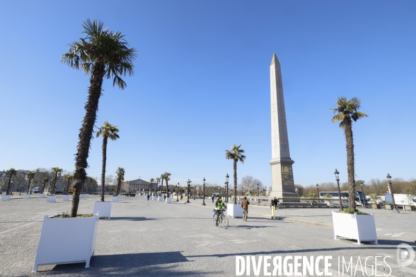 Les palmiers de la place de la concorde