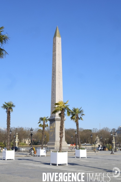 Les palmiers de la place de la concorde
