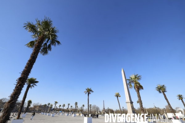 Les palmiers de la place de la concorde