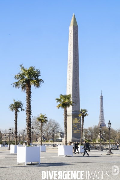 Les palmiers de la place de la concorde