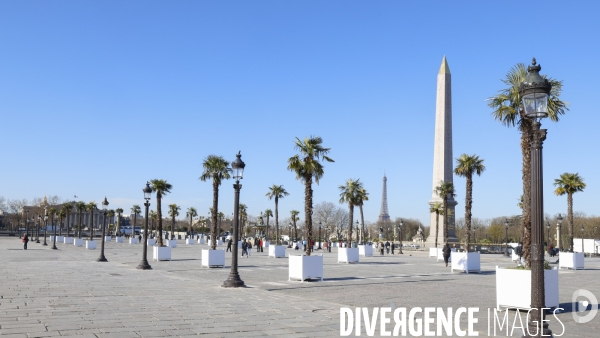 Les palmiers de la place de la concorde