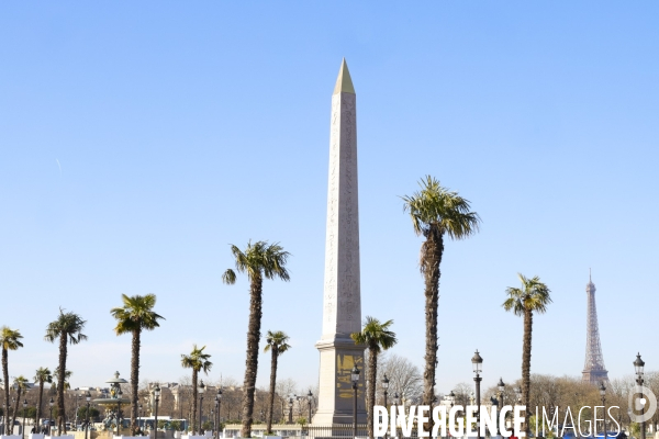 Les palmiers de la place de la concorde