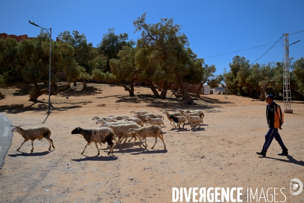 Taghit