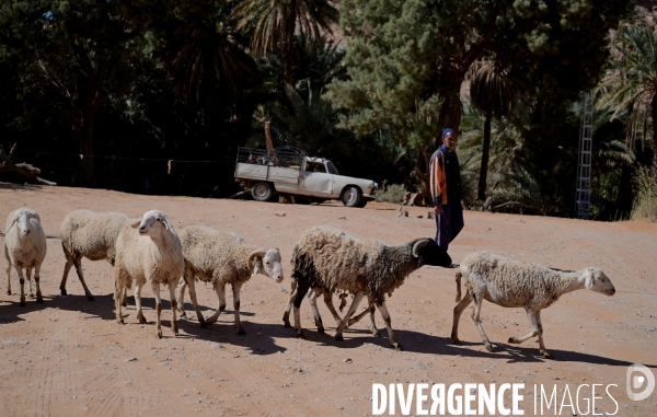 Taghit
