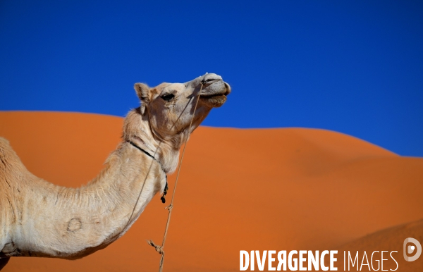 Taghit