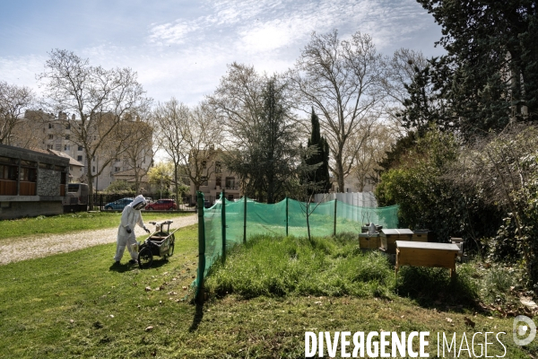 Apiculture : Visite de printemps d’un rucher Grenoblois