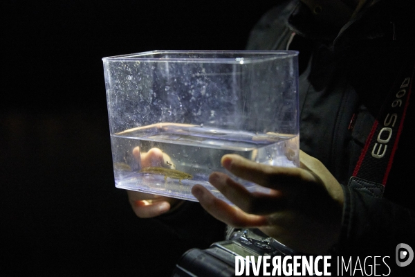 Crapauds calamites au Terrain des Essences -  La Courneuve , Seine Saint Denis
