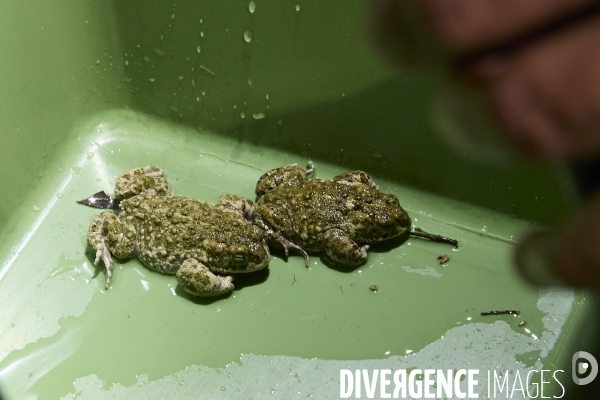 Crapauds calamites au Terrain des Essences -  La Courneuve , Seine Saint Denis