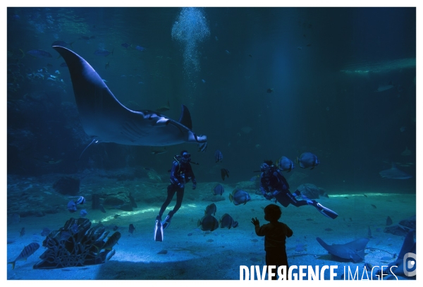 Les coulisses de nausicaa