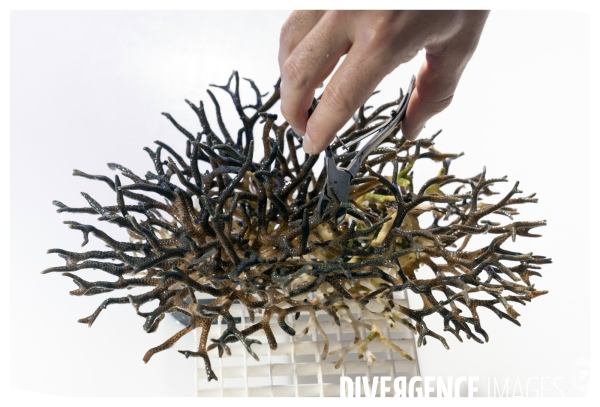 Les coulisses de nausicaa