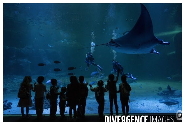 Les coulisses de nausicaa