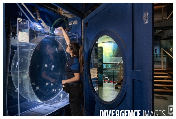 Les coulisses de nausicaa