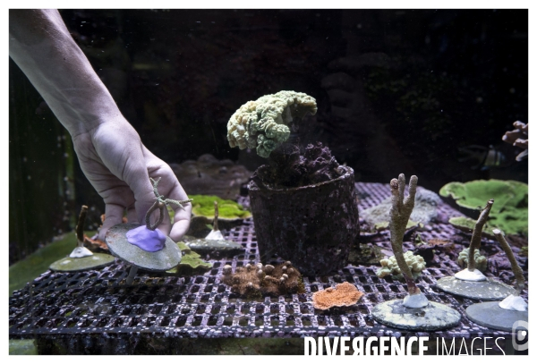 Les coulisses de nausicaa