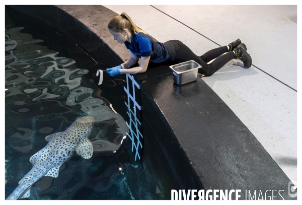 Les coulisses de nausicaa