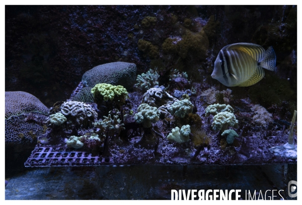 Les coulisses de nausicaa
