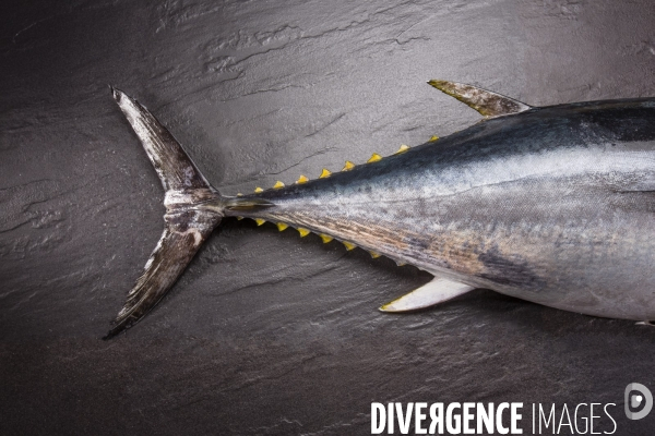Beaute de poissons