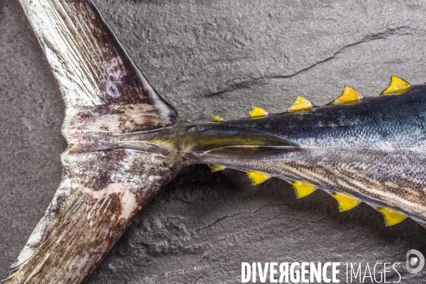 Beaute de poissons