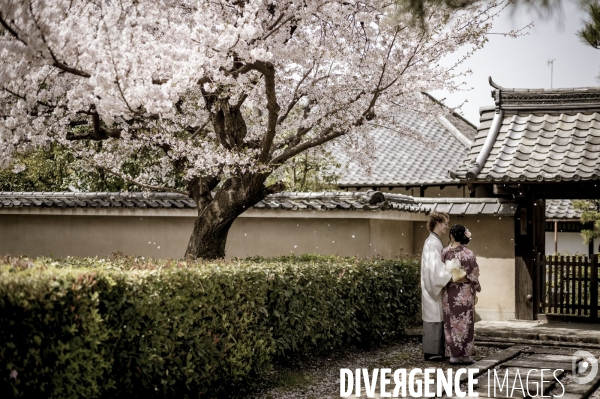 Cerisiers en fleurs au Japon,  tradition culturelle.