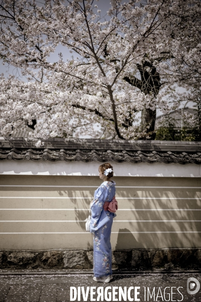 Cerisiers en fleurs au Japon,  tradition culturelle.