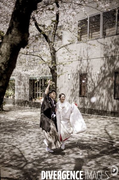 Cerisiers en fleurs au Japon,  tradition culturelle.