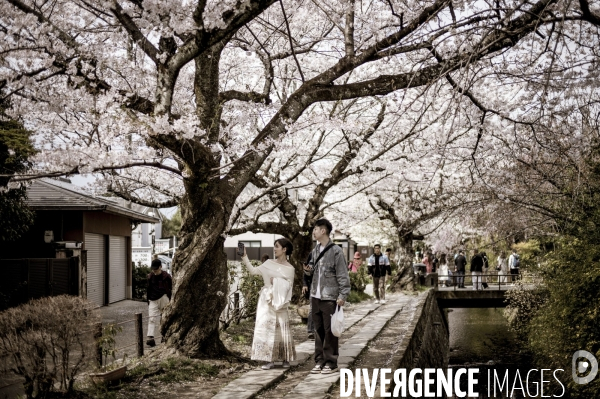 Cerisiers en fleurs au Japon,  tradition culturelle.