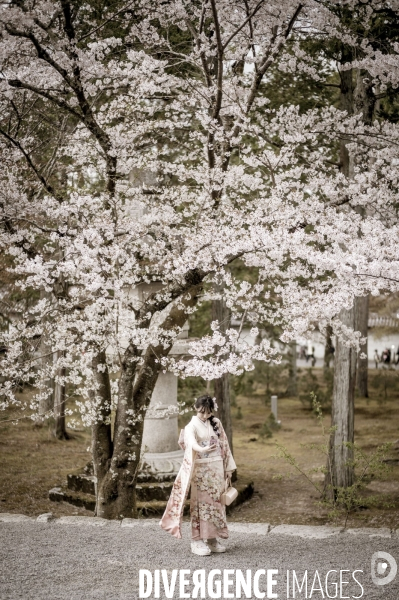 Cerisiers en fleurs au Japon,  tradition culturelle.