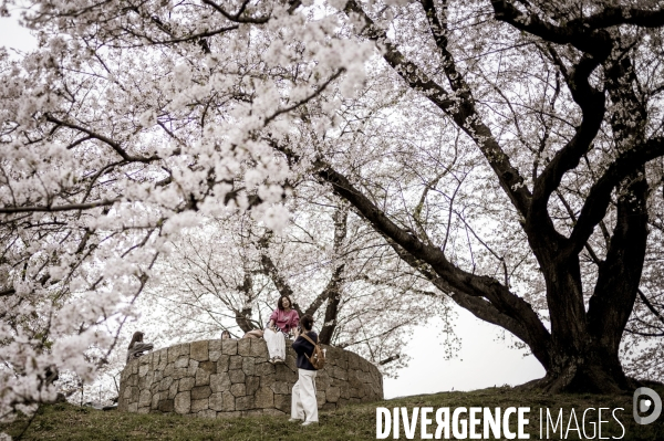 Cerisiers en fleurs au Japon,  tradition culturelle.
