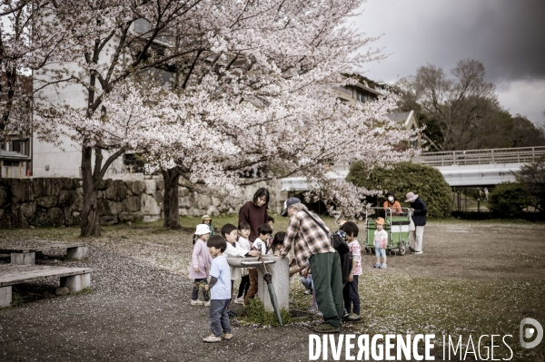 Cerisiers en fleurs au Japon,  tradition culturelle.