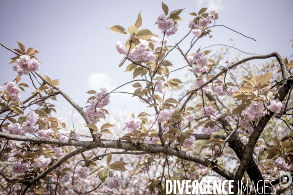 Cerisiers en fleurs au Japon,  tradition culturelle.
