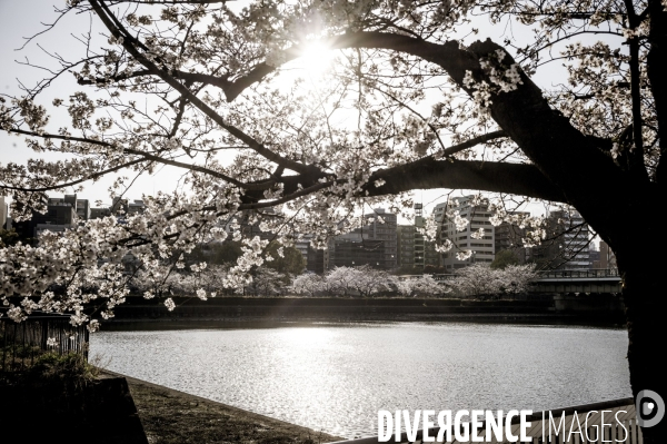 Cerisiers en fleurs au Japon,  tradition culturelle.
