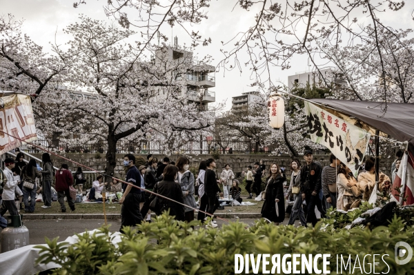 Cerisiers en fleurs au Japon,  tradition culturelle.