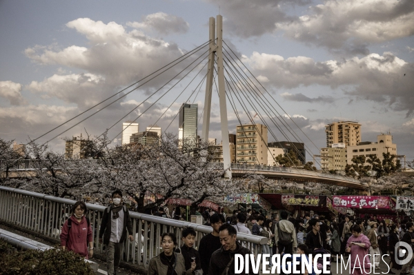 Cerisiers en fleurs au Japon,  tradition culturelle.