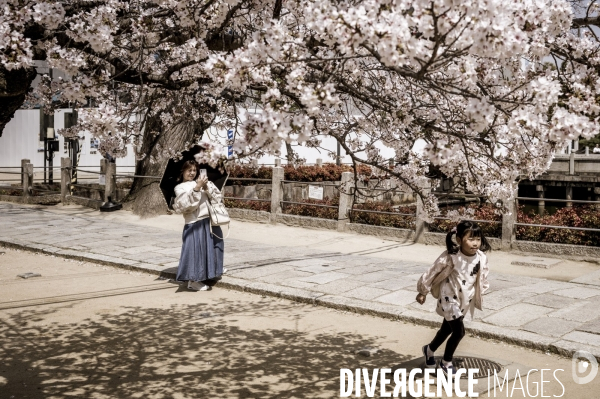 Cerisiers en fleurs au Japon,  tradition culturelle.