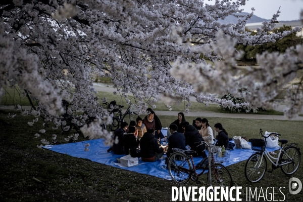 Cerisiers en fleurs au Japon,  tradition culturelle.
