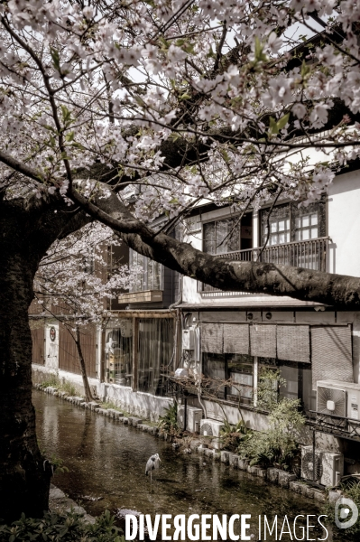 Cerisiers en fleurs au Japon,  tradition culturelle.