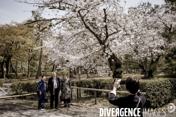 Cerisiers en fleurs au Japon,  tradition culturelle.