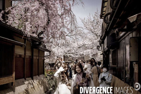 Cerisiers en fleurs au Japon,  tradition culturelle.