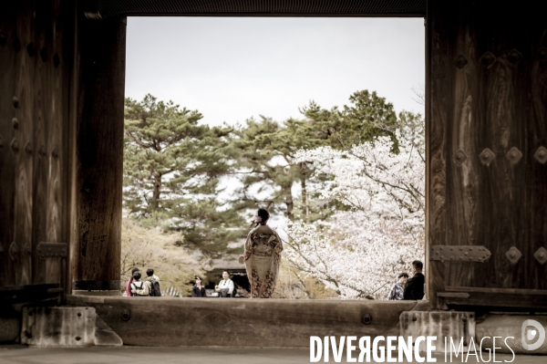 Cerisiers en fleurs au Japon,  tradition culturelle.