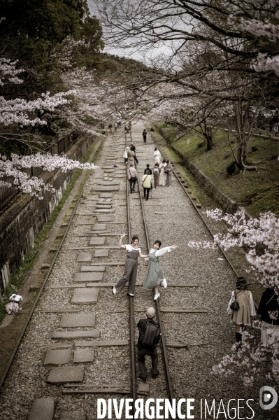 Cerisiers en fleurs au Japon,  tradition culturelle.