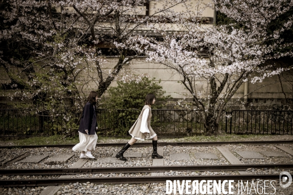 Cerisiers en fleurs au Japon,  tradition culturelle.