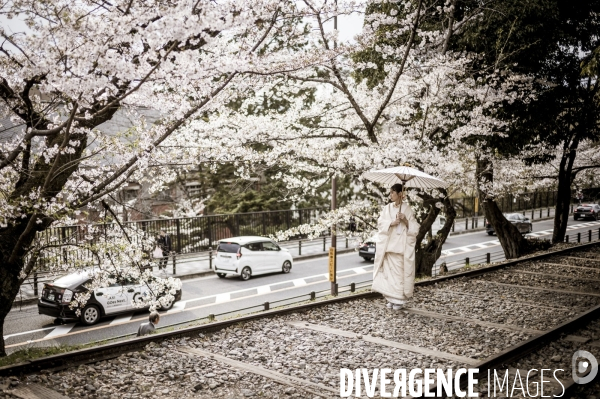 Cerisiers en fleurs au Japon,  tradition culturelle.