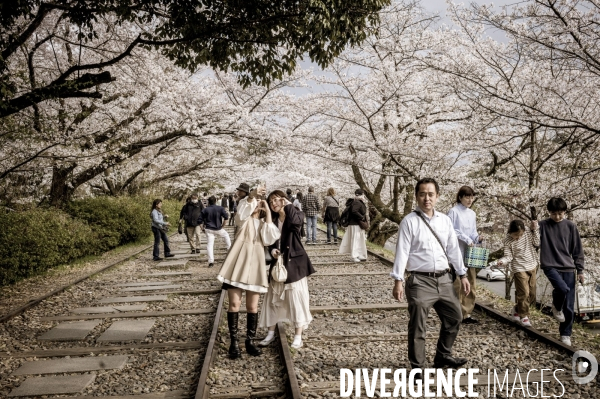 Cerisiers en fleurs au Japon,  tradition culturelle.